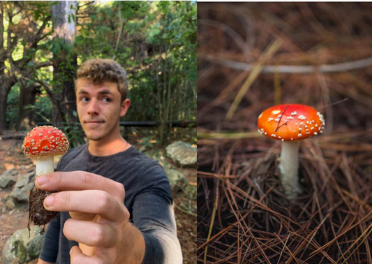 7 Mushrooms you'll find in South Africa