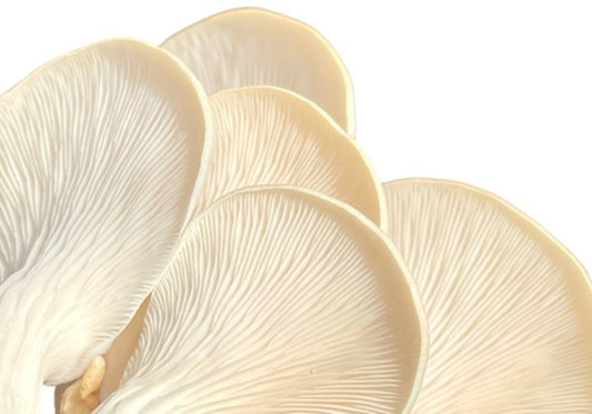 Mushrooms and their Health Benefits.